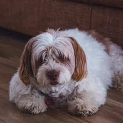 Bichon Havanais