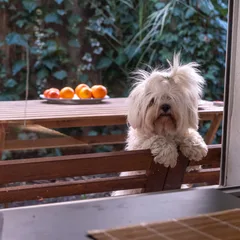 Maltese