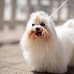 Maltese