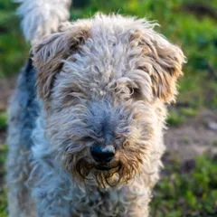Fox Terrier