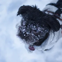 Affenpinscher