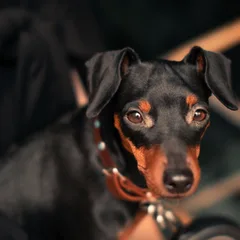 Pinscher
