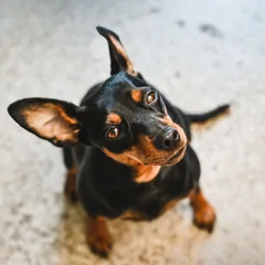 Pinscher
