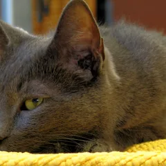 Korat