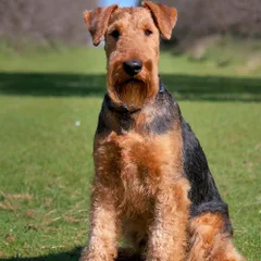 Airedale Terrier