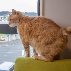 Manx