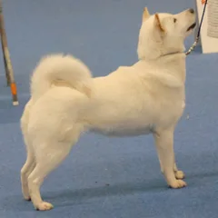 Hokkaido Ken