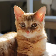 Munchkin