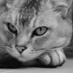 Burmilla