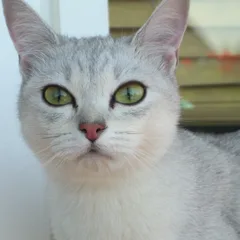 Burmilla