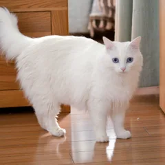Céleste
