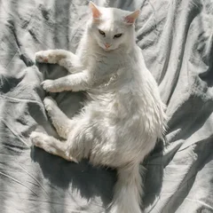 Turkish Angora