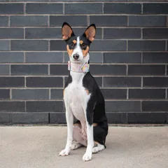 Basenji