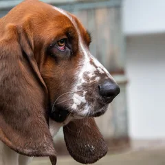 Basset Artésien-Normand