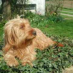 Basset Fauve de Bretagne