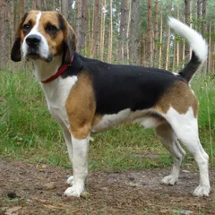 Beagle-Harrier
