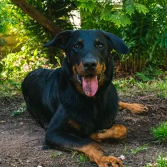 Beauceron