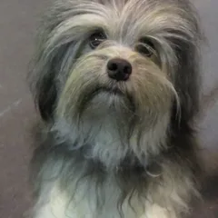 Petit Chien Lion