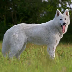 Berger Blanc Suisse