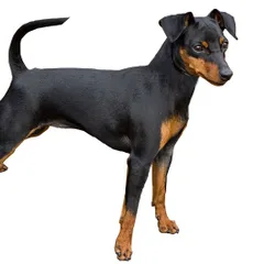 Pinscher Nain