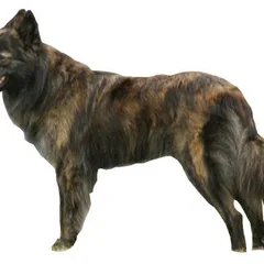 Berger Hollandais