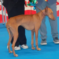 Podenco Canario