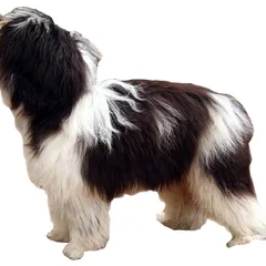 Berger Polonais de Plaine