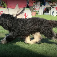 Berger Portugais