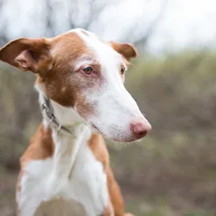 Podenco Ibicenco