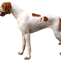 Pointer Anglais