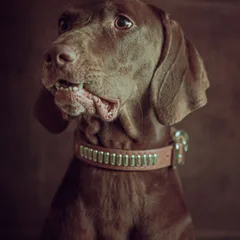Pudelpointer