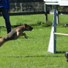 Border Terrier