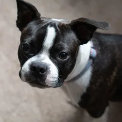 Boston Terrier