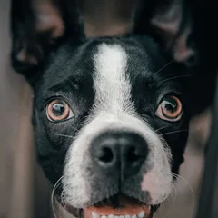 Boston Terrier