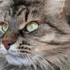 Sibérien