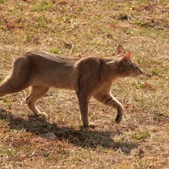Chausie