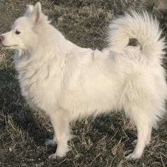 Spitz Allemand
