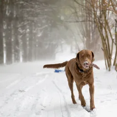 Chesapeake Bay Retriever