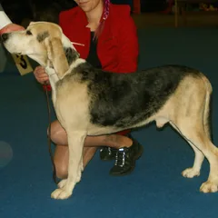 Norwegian Hound