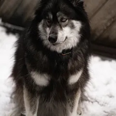 Norsk Elghund Nero