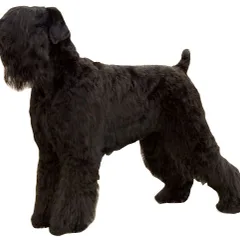 Terrier Noir Russe