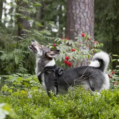 Elkhound sueco