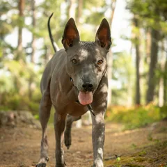 Thai Ridgeback