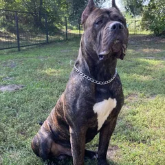 Dogo Canario