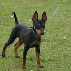 English Toy Terrier