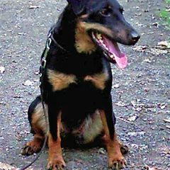 Jagdterriër