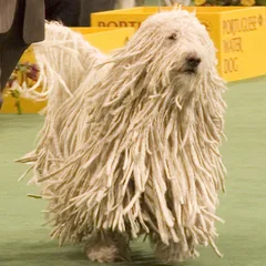 Komondor