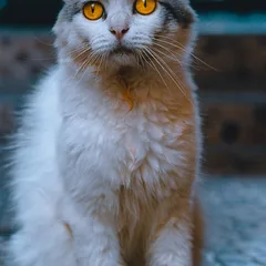 LaPerm