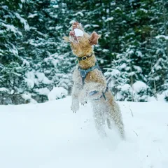 Lakeland Terrier