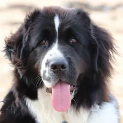 Landseer